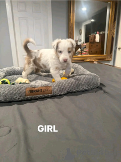 Photo №3. Chiots de berger australien pour adoption. USA