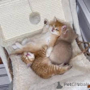 Photo №1. munchkin - à vendre en ville de Anvers | 500€ | Annonce № 162401