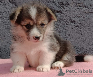 Photos supplémentaires: Chiots Welsh Corgi Pembroke