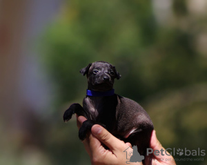 Photo №4. Je vais vendre lévrier greyhound en ville de Belgrade.  - prix - négocié