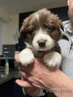 Photo №2 de l'annonce № 172225 de la vente border collie - acheter à Danemark annonce privée