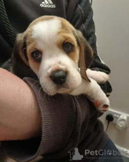 Photo №1. beagle - à vendre en ville de Berlin | 350€ | Annonce №116806