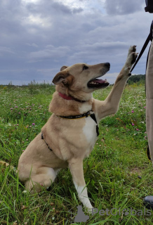 Photo №2 de l'annonce № 66698 de la vente chien bâtard - acheter à Fédération de Russie annonce privée