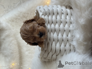 Photo №3. Chiot Maltipoo. Fédération de Russie