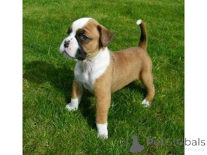 Photo №1. boxer - à vendre en ville de Naudeurs | 350€ | Annonce №170135