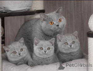 Photo №1. british shorthair - à vendre en ville de Berlin | 400€ | Annonce № 172097