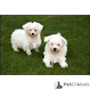 Photo №1. bichon maltais - à vendre en ville de Bayerbach | 350€ | Annonce №171425