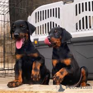 Photo №1. dobermann - à vendre en ville de Ville de Londres | 1000€ | Annonce №164214