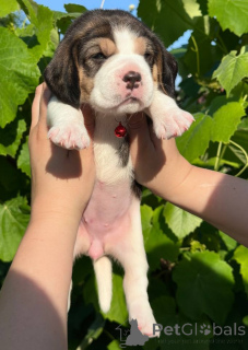 Photo №2 de l'annonce № 124815 de la vente beagle - acheter à La Moldavie annonce privée