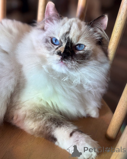 Photo №1. ragdoll - à vendre en ville de Haugesund | négocié | Annonce № 155570