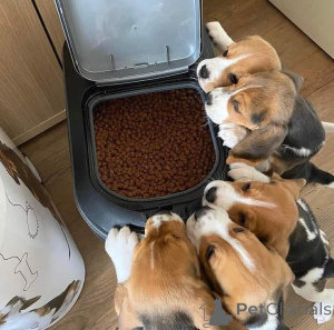 Photo №1. chien bâtard - à vendre en ville de Achaern | Gratuit | Annonce №163497