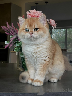 Photo №4. Je vais vendre chat chinchilla en ville de Hambourg. éleveur - prix - négocié