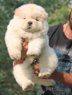 Photo №4. Je vais vendre chow-chow en ville de Altdorf.  - prix - négocié