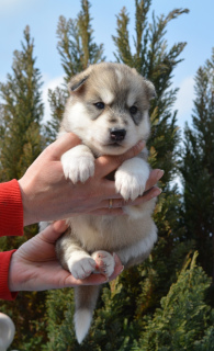 Photos supplémentaires: Les chiots Husky de Sibérie sont offerts pour réserver