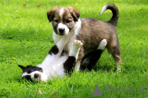 Photo №2 de l'annonce № 168186 de la vente border collie - acheter à Suède annonce privée, éleveur