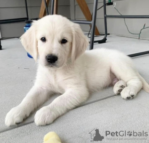 Photo №1. golden retriever - à vendre en ville de Caracas | négocié | Annonce №47984