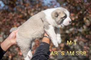 Photos supplémentaires: Chiots de chien de berger d'Asie centrale