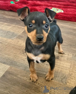 Photo №2 de l'annonce № 175861 de la vente pinscher miniature - acheter à Espagne 