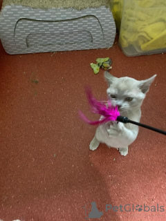 Photo №3. Birma Kitten recherche une maison aimante.. L'Autriche