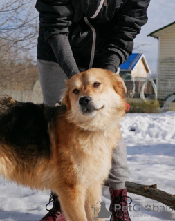 Photo №2 de l'annonce № 59928 de la vente chien bâtard - acheter à Fédération de Russie annonce privée