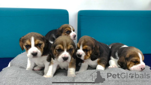 Photo №1. beagle - à vendre en ville de Vilnius | négocié | Annonce №75137