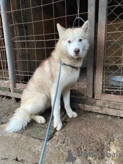 Photo №1. husky de sibérie - à vendre en ville de Москва | Gratuit | Annonce №17051