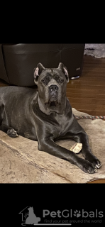 Photo №1. cane corso - à vendre en ville de Berlin | 1000€ | Annonce №40414