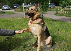 Photo №1. chien bâtard - à vendre en ville de Москва | Gratuit | Annonce №8932