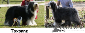 Photo №1. bearded collie - à vendre en ville de Saumur | négocié | Annonce №146022