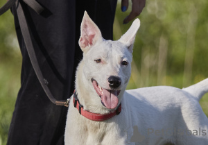 Photo №2 de l'annonce № 117578 de la vente chien bâtard - acheter à Fédération de Russie annonce privée