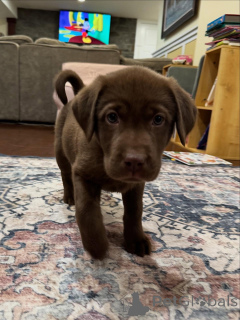 Photo №3. Chiots Labrador Retriever Cœurs doux, énergie illimitée. Pays Bas