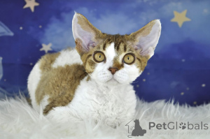 Photo №2 de l'annonce № 165924 de la vente devon rex - acheter à France annonce privée, éleveur