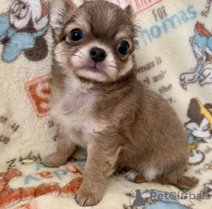 Photo №1. chihuahua - à vendre en ville de Californie | négocié | Annonce №160211