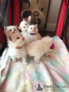 Photo №3. Chatons Ragdoll vaccinés prêts à être vendus à des foyers aimants. USA