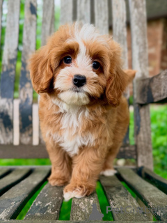 Photo №4. Je vais vendre chien bâtard en ville de Karlovy varie. éleveur - prix - négocié