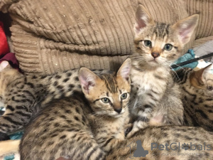 Photos supplémentaires: Chatons Savannah vaccinés avec pedigree à vendre avec des services de livraison