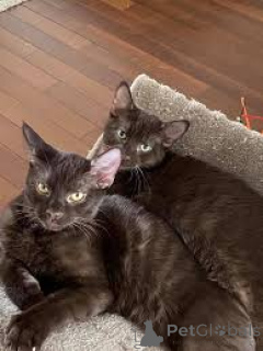 Photo №1. havana brown - à vendre en ville de Helsinki | 580€ | Annonce № 164080