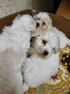 Photo №3. Bichon Frisé Welpen WhatsApp 44 7453 907158. Allemagne
