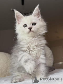 Photo №2 de l'annonce № 157085 de la vente maine coon - acheter à La Grande-Bretagne 