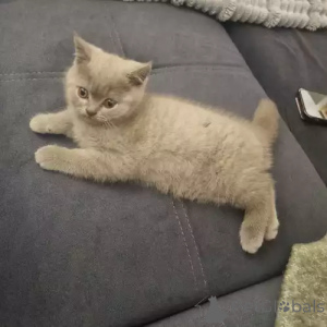 Photo №2 de l'annonce № 167272 de la vente scottish fold - acheter à Allemagne annonce privée