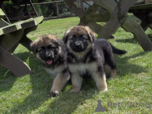 Photo №1. berger allemand - à vendre en ville de Achenkircch | négocié | Annonce №168305