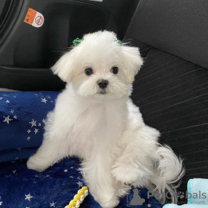 Photo №4. Je vais vendre bichon maltais en ville de Munich. éleveur - prix - négocié