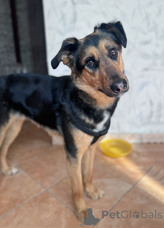 Photo №3. Klepa, un jeune chien merveilleux et affectueux, est à la recherche d'un foyer.. Fédération de Russie