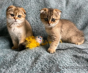 Photo №3. chatons Scottish Fold mâles et femelles. La Grande-Bretagne