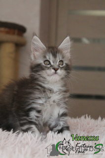 Photo №4. Je vais vendre maine coon en ville de Saint-Pétersbourg. annonce privée, de la fourrière, éleveur - prix - 442€