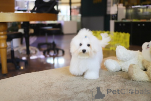 Photo №1. bichon maltais - à vendre en ville de Allentown | 318€ | Annonce №152628