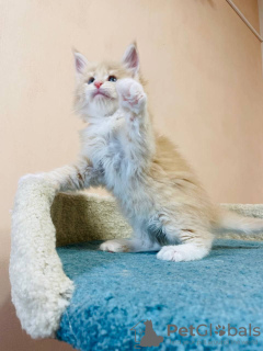 Photo №1. maine coon - à vendre en ville de Zossen | 400€ | Annonce № 125704