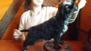 Photo №3. Beau mec, Documents KSU FCI. Ukraine