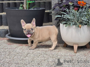 Photo №1. bouledogue - à vendre en ville de Brême | négocié | Annonce №157582