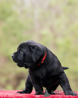 Photo №4. Je vais vendre labrador retriever en ville de Borough de Londres de Camden. annonce privée - prix - négocié